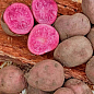 Картопля "Хортиця" насіннєва, пізня, з рожевою м'якоттю (1 репродукція) 0,5кг 