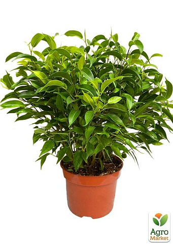 Фикус Бенджамина (Ficus) "Benjamin" - фото 6