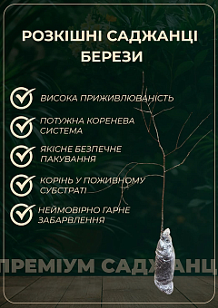 Береза карликова "Golden treasure" (Золотий скарб) вазон P92