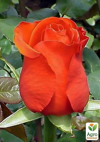 Роза чайно-гибридная "Red Sukshers"