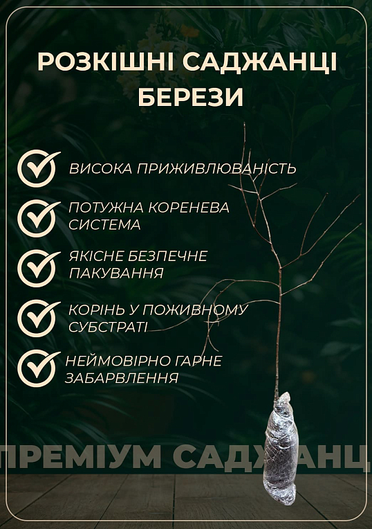 Береза карликова "Golden treasure" (Золотий скарб) вазон P9 - фото 7