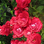Роза флорибунда "Нина Вейбул" (саженец класса АА+) высший сорт