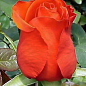 Роза чайно-гібридна "Red Sukshers"