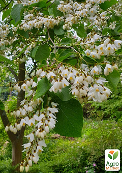 Проліскове дерево "Styrax japonicus" (красиве, компактне, з ароматом пролісків)2