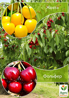 Дерево-сад Вишня "Жовта" + Черешня "Фольфер"3