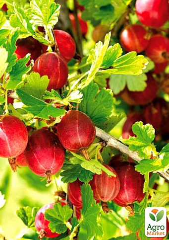 Крыжовник "Неслуховский" (ранний срок созревания)