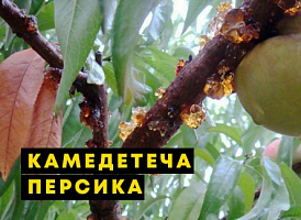 Камедетеча персика - корисні статті про садівництво від Agro-Market