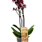 Орхідея (Phalaenopsis) "Wine" цена