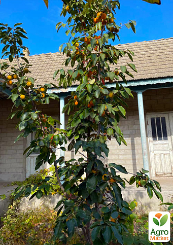 Хурма на віргінській морозостійкій підщепі "Сосновська" вищий сорт! - фото 5