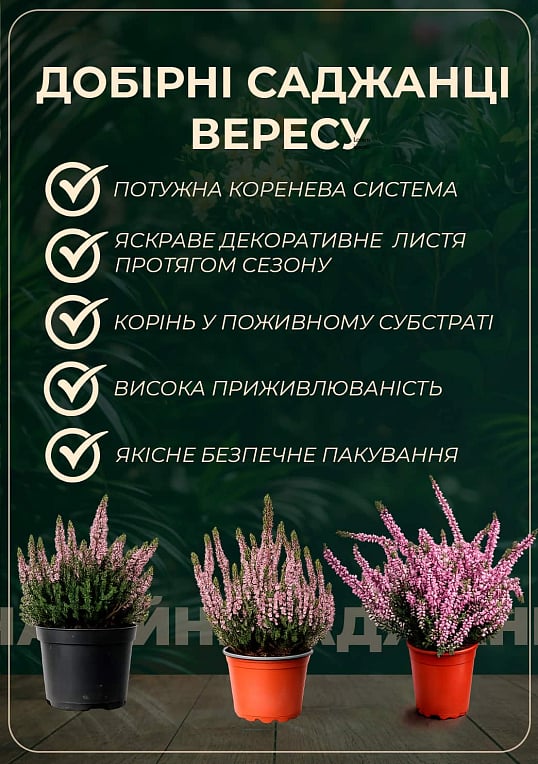 Верес звичайний "Athene" - фото 2