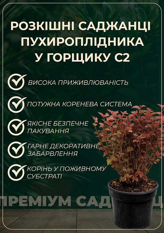 Пузыреплодник калинолистный "Jubilee" С2, высота 20-40см