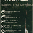 Слива "Венгерка" (поздний срок созревания) купить