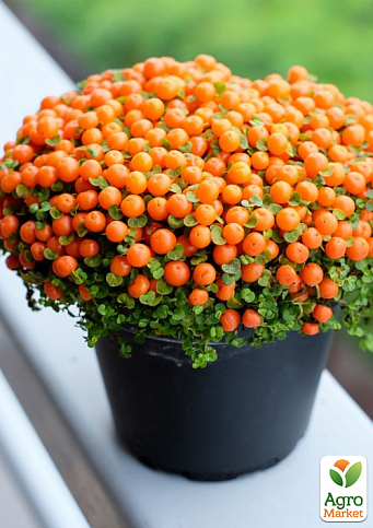 LMTD Нертера "Astrid" з плодами (висота 15-25см) - фото 5