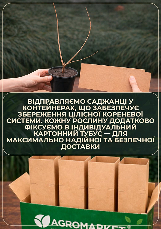 Скумпія 2-х річна "Purpureus" С3, висота 30-40см