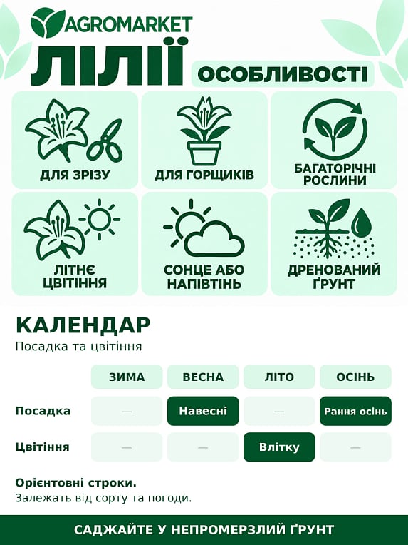 Лілія Махрова "Lotus Breeze"
