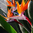 Стреліція Королівська "Bird of Paradise"