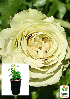 Роза в контейнере мелкоцветковая "Лавли Грин" (саженец класса АА+) 1