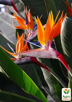 Стрелиция Королевская "Bird of Paradise"7
