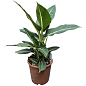 Дифенбахія (Dieffenbachia) "Green Magic" висота 40-60см
