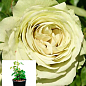 Троянда в контейнері дрібноквіткова "Лавлі Грін" (саджанець класу АА+)