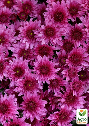 Хризантема мультифлора шарообразная "Superba Pink" 