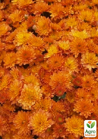 Хризантема Садовая "Fonti Orange" (горшок ф12 высота 20-30см) - фото 4