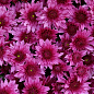 Хризантема мультифлора шарообразная "Superba Pink" 