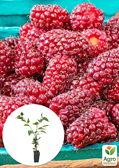 LMTD Ожиномалина "Tayberry" (сортова, укорінена)1