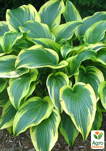 Хоста "Fortunei Aureomarginatа"