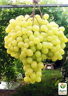 Виноград вегетирующий "Тигин" 1