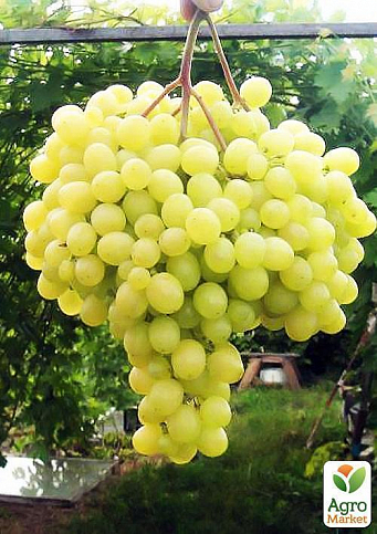 Виноград вегетирующий "Тигин" 