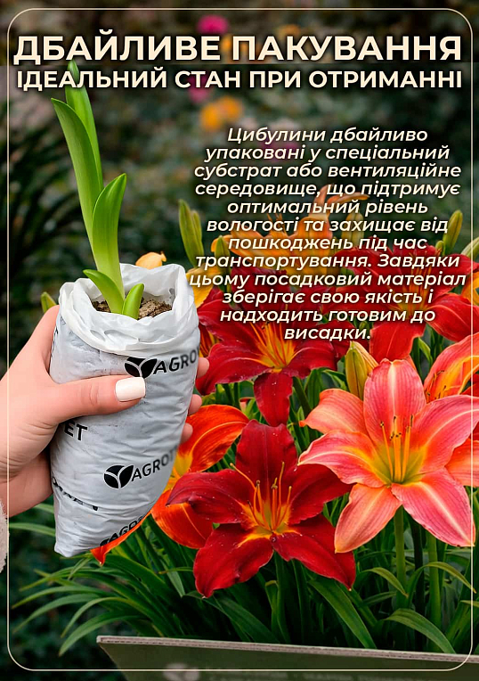 Лилейник "Bonanza" 1шт в упаковке - фото 3