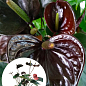Антуриум (Anthurium) "Black Love"