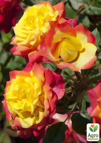 Роза флорибунда "Румба" (саженец класса АА+) высший сорт