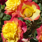 Роза флорибунда "Румба" (саженец класса АА+) высший сорт
