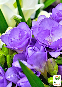 Фрезия простая "Purple" 18