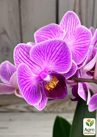 Орхідея Super Mini (Phalaenopsis) "Tiger"