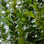 Самшит вечнозеленый	"Buxus sempervirens" 2-х летний саженец