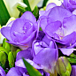 Фрезія проста "Purple" цена
