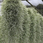 LMTD Тилландсия "Usneoides" высота растения 50см