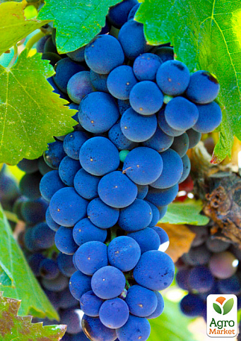 Ексклюзив! Виноград яскраво-синій "Лазурит" (преміальний винний сорт, улюбленець виноробів)