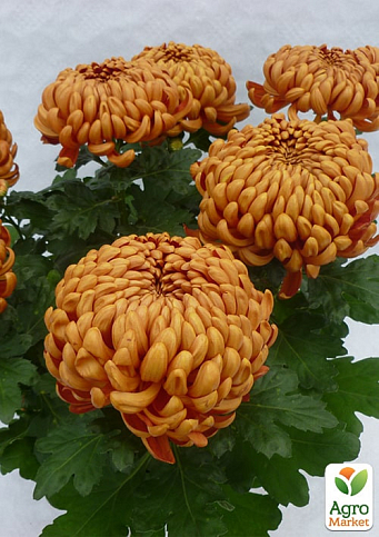 Хризантема крупноцветковая "Jokapi Dore" (вазон С1 высота 20-30см) - фото 3