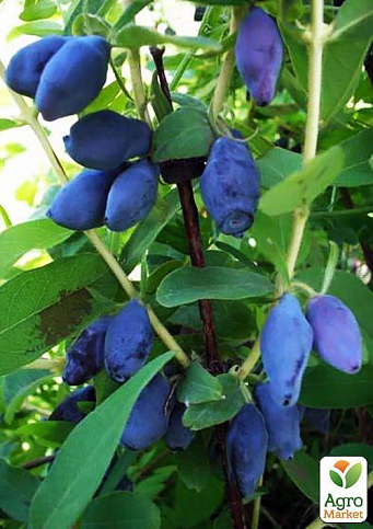 Жимолость "Гордість Бакчара" (середній термін дозрівання, великоплідний сорт) - фото 6