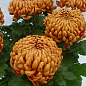 Хризантема крупноцветковая "Jokapi Dore" (вазон С1 высота 20-30см) цена