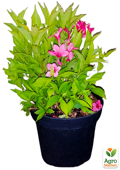 Вейгела квітуча 2-х річна "Пікобелла Роса" (Weigela Picobella Rosa) С2, висота 20-40см24