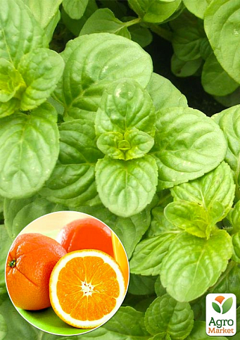 М'ята Апельсинова "Granada" (контейнер Р9)
