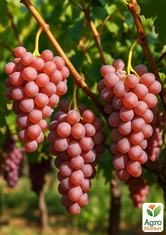 Виноград "Катавба" (винний сорт, середній термін дозрівання, селекція США)