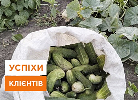 Який врожай овочів виростили клієнти: фото та поради - корисні статті про садівництво від Agro-Market