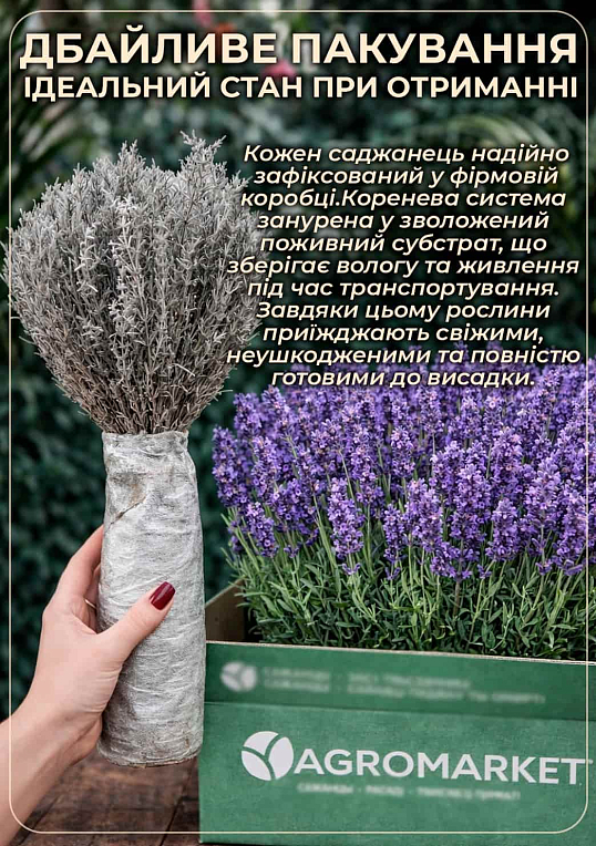 Лавандин "Grosso" (гибридная лаванда) - фото 3