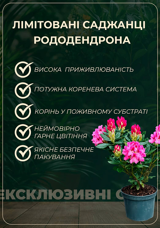 LMTD Рододендрон цветущий 5-и летний "Scyphocalix" (высота 50-60см) - фото 5